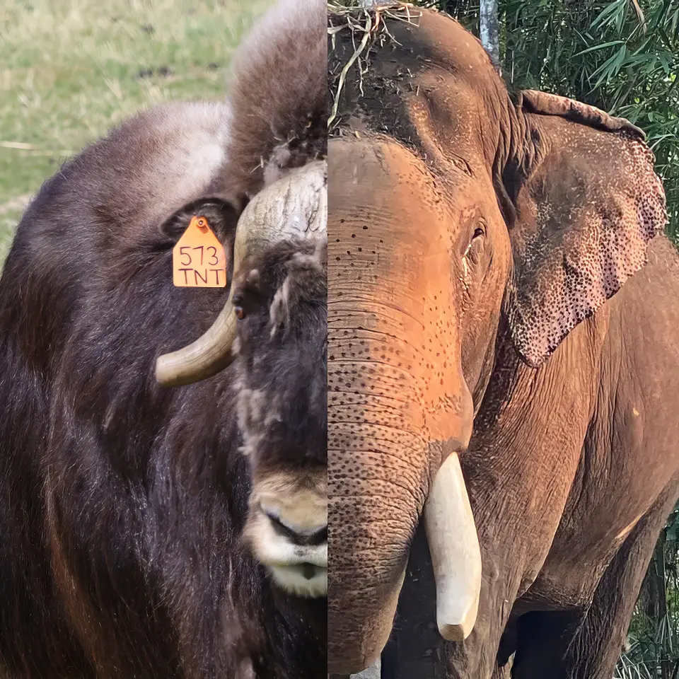 Knitting Horn Covers for a Muskox & The Blind Humans and the Elephant